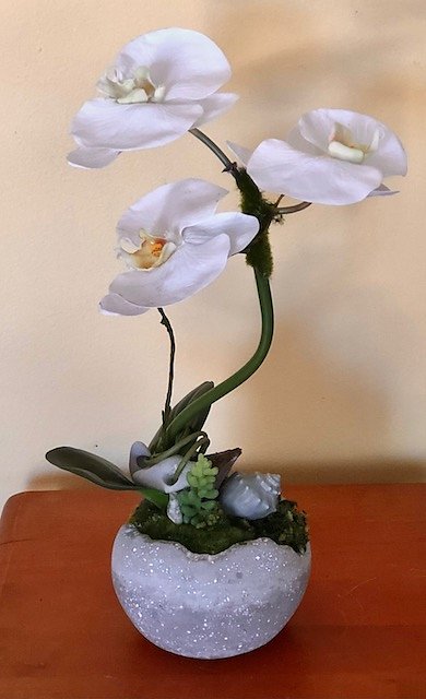 White Phalaenpsis Orchid in Stone container 